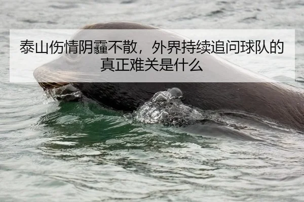 泰山伤情阴霾不散，外界持续追问球队的真正难关是什么